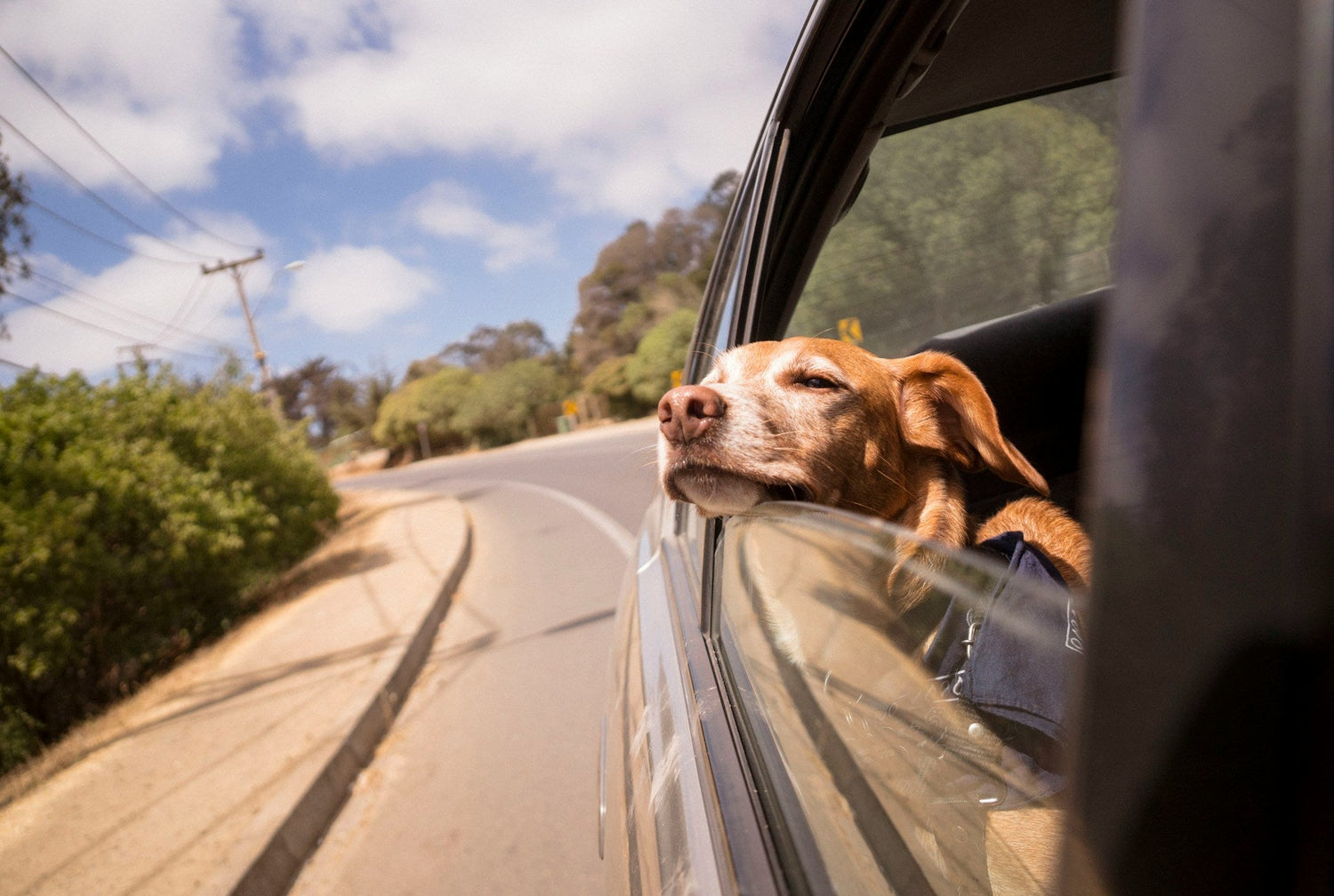 Pet Travel Supplies