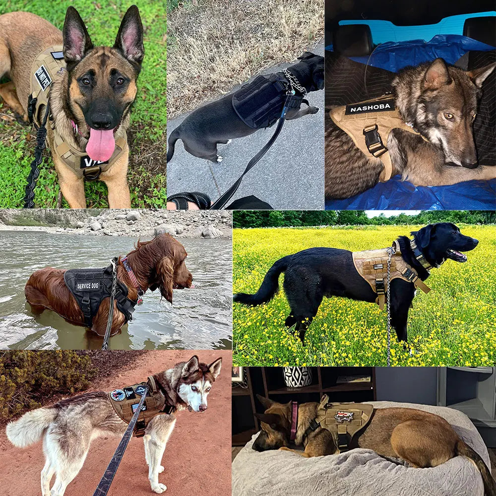 Padded Nylon Dog Harness And Leash Set For Training Walks